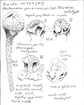 Vorschaubild Nectandra paranaensis Coe-Teix.